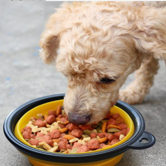 Travel and grooming must-have pet supplies